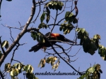 Manuel Antonio (43).JPG