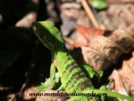Manuel Antonio (56).JPG