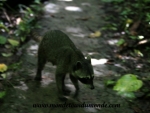 Manuel Antonio (65).JPG
