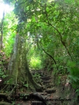 Manuel Antonio (67).JPG