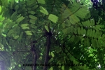 Manuel Antonio (69).JPG