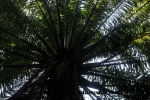 Manuel Antonio (84).JPG