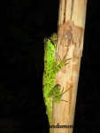 Arenal (7).JPG