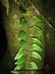Arenal (8).JPG