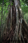 Monteverde (102).JPG