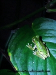 Monteverde (138).JPG
