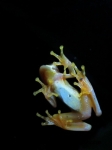 Monteverde (141).JPG