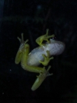 Monteverde (145).JPG