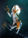 Monteverde (153).JPG