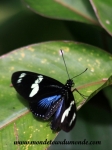 Monteverde (66).JPG