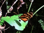 Monteverde (7).JPG