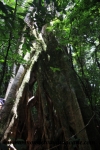 Monteverde (92).JPG