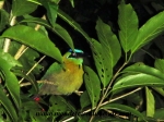 Monteverde (162).JPG