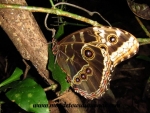 Monteverde (178).JPG