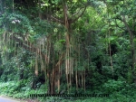 Ometepe (11).JPG