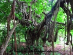Ometepe (12).JPG