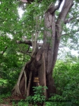 Ometepe (13).JPG