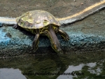 Ometepe (6).JPG