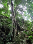 Semuc Champey (89).JPG