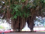 Hilo (1).JPG
