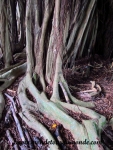 Hilo (19).JPG