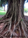 Hilo (23).JPG
