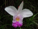 Volcanoes Park (278).JPG