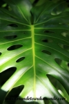Hawai'i (103).JPG