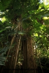 Hawai'i (105).JPG