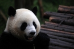 Chengdu (10).JPG