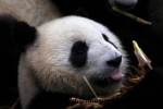 Chengdu (12).JPG