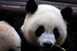 Chengdu (13).JPG