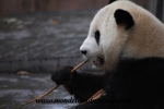 Chengdu (33).JPG