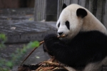Chengdu (38).JPG