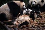 Chengdu (8).JPG