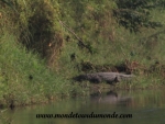 Chitwan (18).JPG