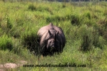 Chitwan (29).JPG