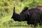 Chitwan (32).JPG