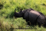 Chitwan (34).JPG