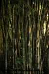 Pai (3).JPG