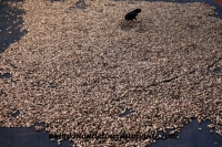 Paksé (100).JPG