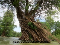 Kratie (59).JPG