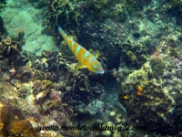 Koh Tao (116).JPG