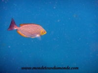 Koh Tao (126).JPG