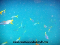 Koh Tao (128).JPG