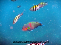 Koh Tao (136).JPG