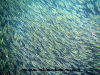 Koh Tao (142).JPG