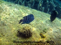 Koh Tao (148).JPG