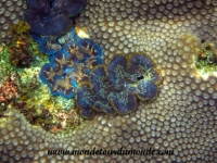 Koh Tao (158).JPG