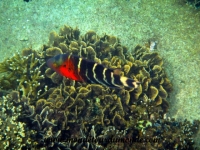 Koh Tao (161).JPG